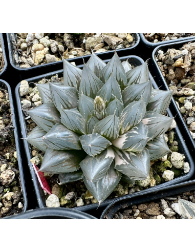 Graines d'haworthias Cooperi Variegata 2024