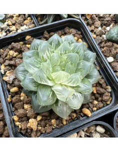Graines d'haworthias Cooperi Variegata 2024