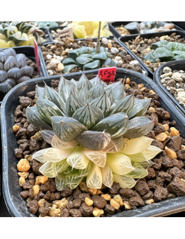 Graines d'haworthias Cooperi Variegata 2024