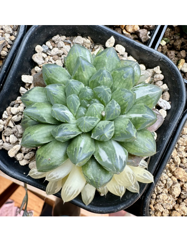 Graines d'haworthias Cooperi Variegata 2024