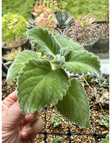 Plectranthus "Mount Carbine"