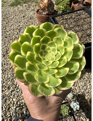 Aeonium Sunrise 14cm