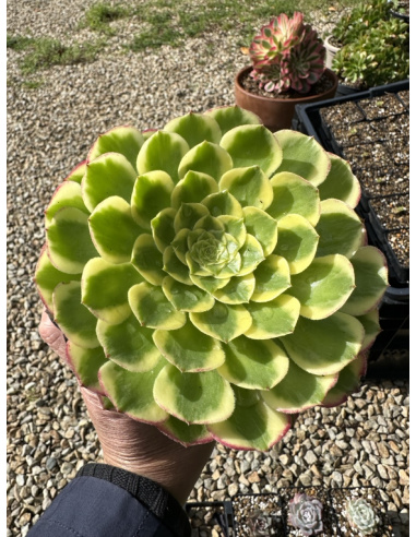 Aeonium Sunrise 15cm