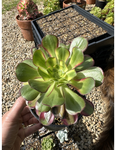 Aeonium Rainbow 15cm