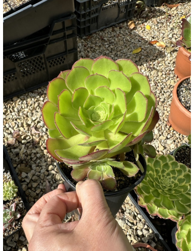 Aeonium Jack Catlin 12cm avec rejets