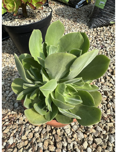 Aeonium hybride SP velouté 25cm cluster