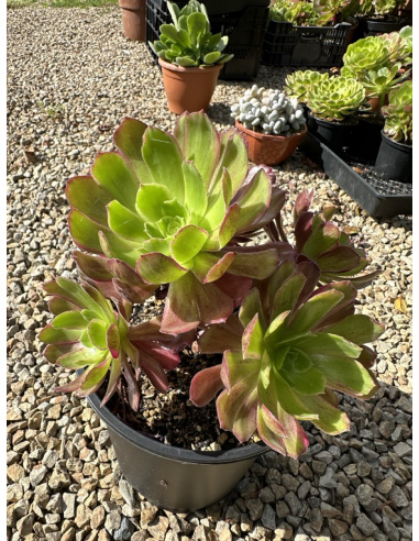 Aeonium Eden Cluster 25cm 6 rosettes