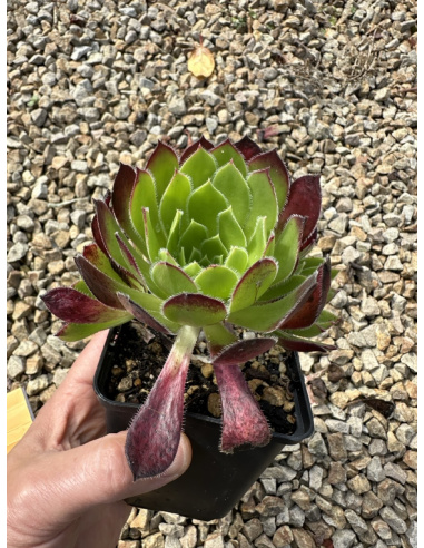 Aeonium Carmen