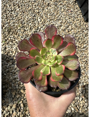 Aeonium Dark Goddess 12cm