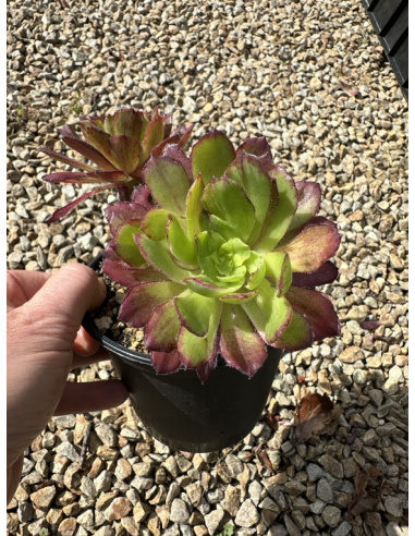 Aeonium Qingyi mutation double