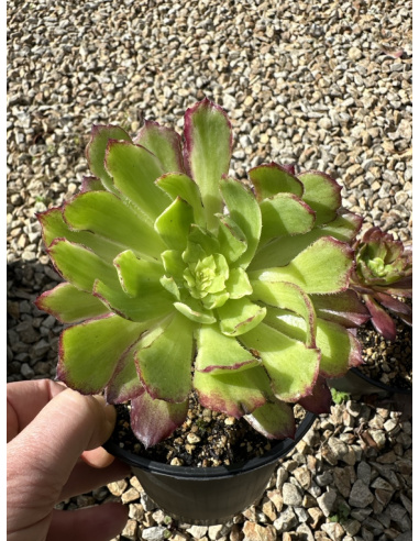 Aeonium Qingyi mutation