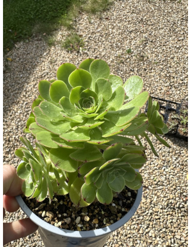 Aeonium Green Mage cluster