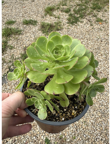 Aeonium Green Mage cluster