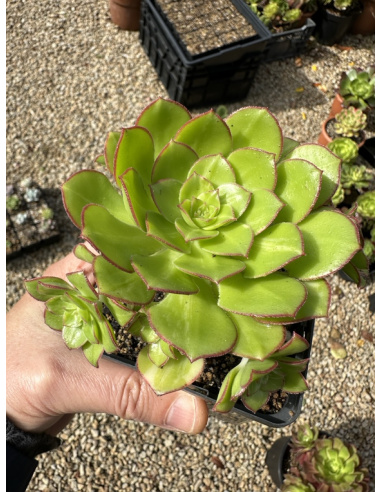 Aeonium Red Edge variegata