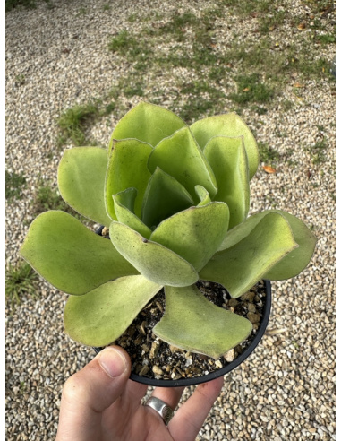 Aeonium canariense hybride