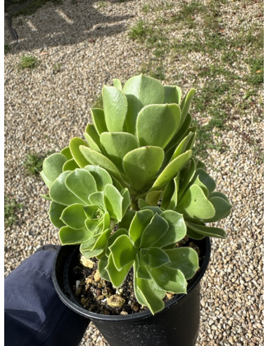 Aeonium balsamiferum cluster