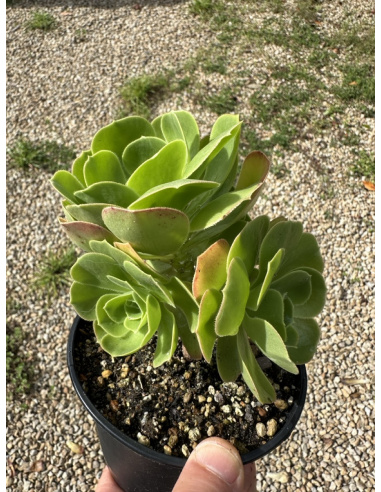 Aeonium Ile de Batz cluster