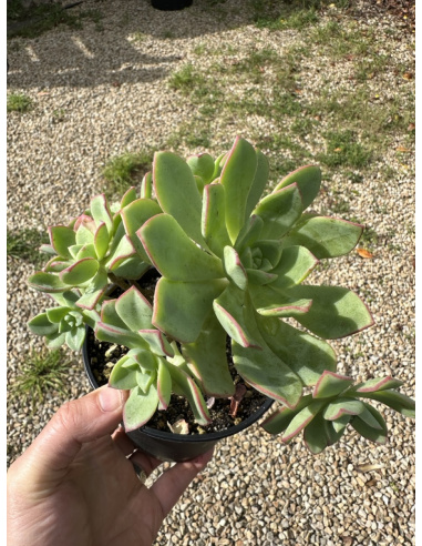 Aeonium Percarneum var Guayense