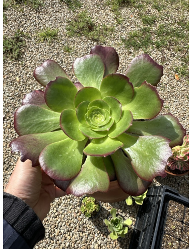 Aeonium Lou (Pen Ar Ru) 24cm