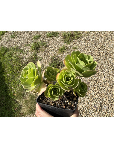 Aeonium Ile de Batz cluster