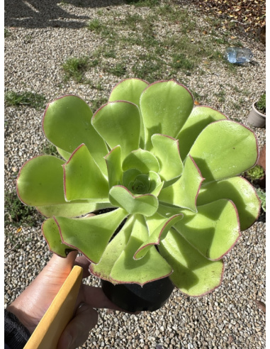 Aeonium SP