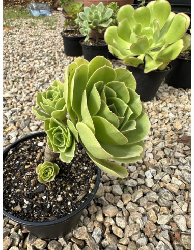 Aeonium Ile de Batz