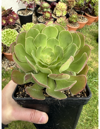 Aeonium Athena