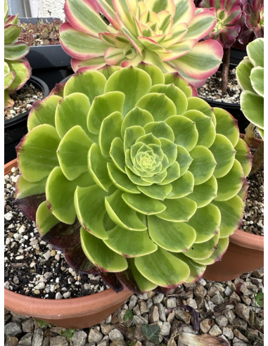 Aeonium Fiesta (ex fiesta big bang poker face)