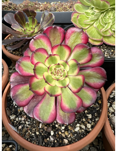 Aeonium Miki 14cm