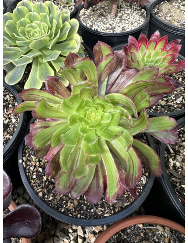 Aeonium Qingyi mutation 20cm !