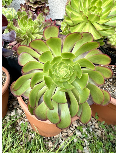 Aeonium Garnet Yellow