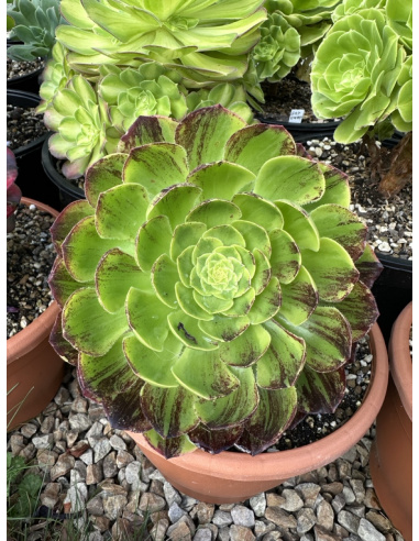 Aeonium Fiesta big bang 18cm