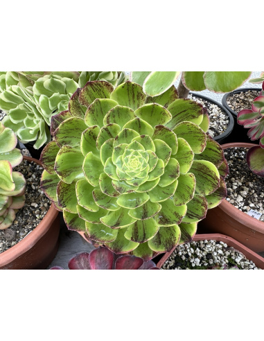 Aeonium Fiesta big bang 19cm