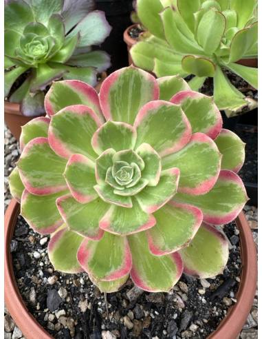 Aeonium Pink Fairy 13cm