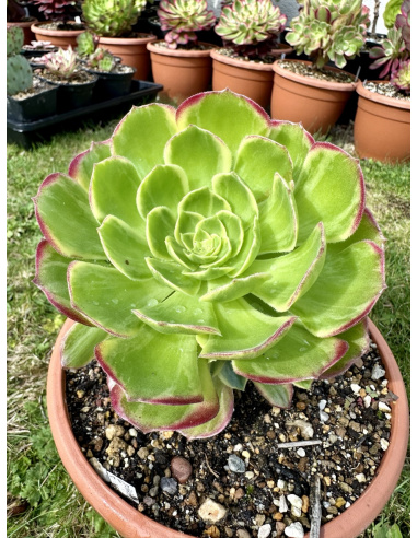 Aeonium Halloween Yellow cluster