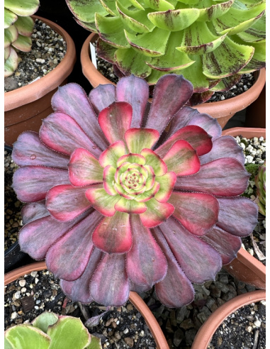 Aeonium Black Tea (rare)