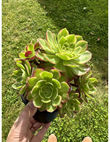 Aeonium Halloween yellow cluster