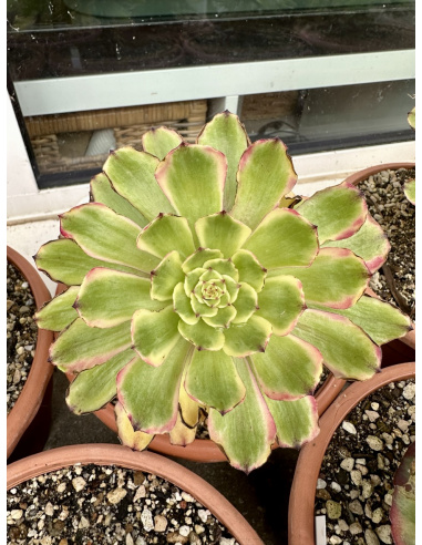 Aeonium Candy pink daisy 13cm