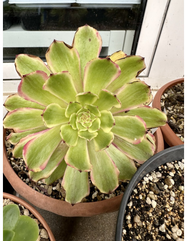 Aeonium Candy pink daisy 14cm