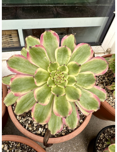 Aeonium Candy pink daisy 15cm