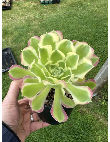 Aeonium Riverstone