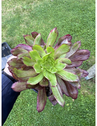 Aeonium Qingyi mutation