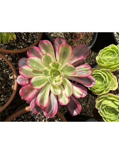 Aeonium Wedding Dress 23cm