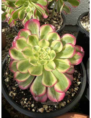 Aeonium Wu Tian Ji 13cm