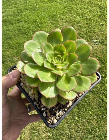 Aeonium Red Edge Variegata 13cm