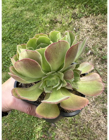 Aeonium Athena