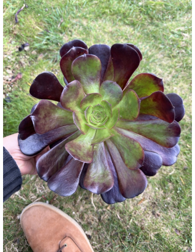 Aeonium Velour