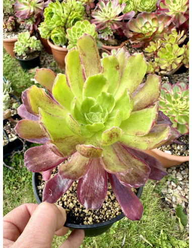 Aeonium Eden variation