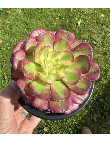 Aeonium Venus