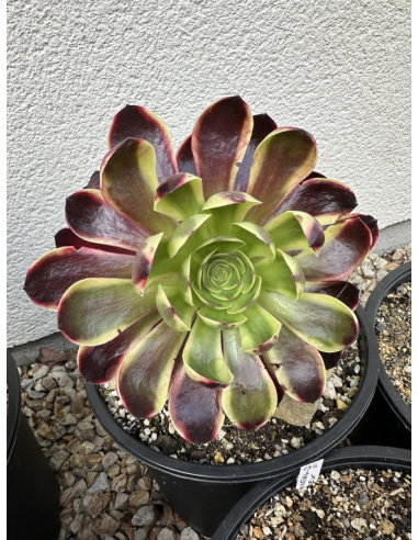 Aeonium Superbang 17cm